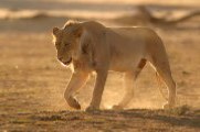 Description: Home Page Photo - Lioness Tags: Lioness