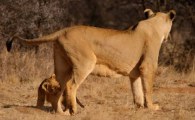 Description: Home Page Photo - Lioness and cub Tags: Lioness; cub; lion cub