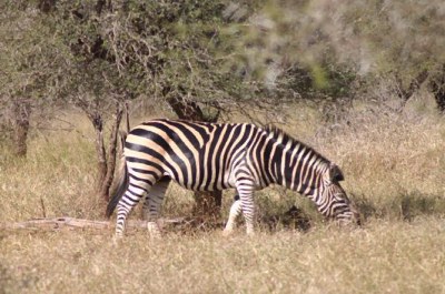 Description: Home Page Photo - Zebra Tags: Zebra