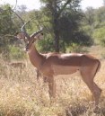 Description: Home Page Photos - Impala Tags: Impala