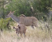 Description: Home Page Photos - Kudu Tags: Kudu