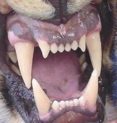 Description: News Photo of lion teeth Tags: news photo; lion teeth; lion; teeth