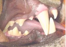 Description: News Photo of lion teeth from side Tags: News photo; lion teeth; lion; teeth; dentition
