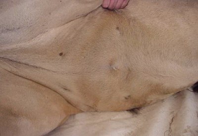 Description: News Photo - Male Lion Belly Tags: News Photo; Lion Belly; lion; belly; measurements; male
