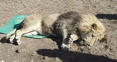 Description: News Photo - Maned lion Tags: News Photo; Maned lion; maned; lion; news; photo