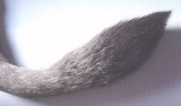 Description: News Photo Tail tuft Tags: newsphoto; tail; tuft; horny spike