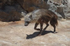 Description: Photo of brown hyaena Tags: brown hyaena; brown; hyaena; hyena
