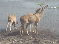 Description: Photo of kudu group at waterhole Tags: Photo, kudu, prey