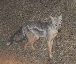 Description: Photo - Side-striped jackal Tags: Photo, Side-striped jackal, side, striped, jackal, side-striped