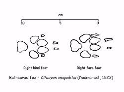 Description: Spoor - Bat-eared fox Tags: Spoor, Bat-eared fox