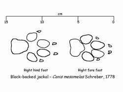 Description: Animal  and Wildlife  and Grassland Sciences Keywords: Spoor, Black-backed Jackal, black, backed, black-backed, jackal