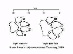 Description: Spoor - Brown Hyaena Tags: Spoor, brown Hyaena, hyaena, brown, hyena