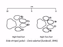 Description: Spoor - Side-striped jackal Tags: Spoor, Side-striped jackal, side, striped, jackal, side-striped