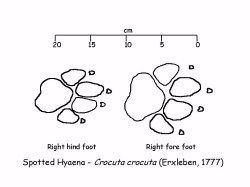 Description: Spoor of spotted hyaena Tags: spoor, spotted hyaena, spotted, hyaena, hyena