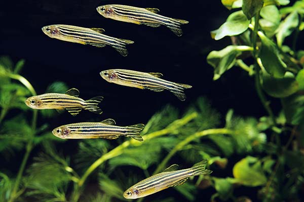 Zebra Fish Swan