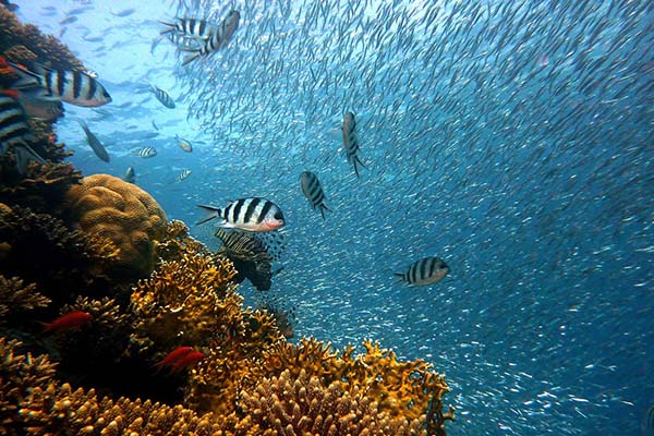 Zebra Fishes