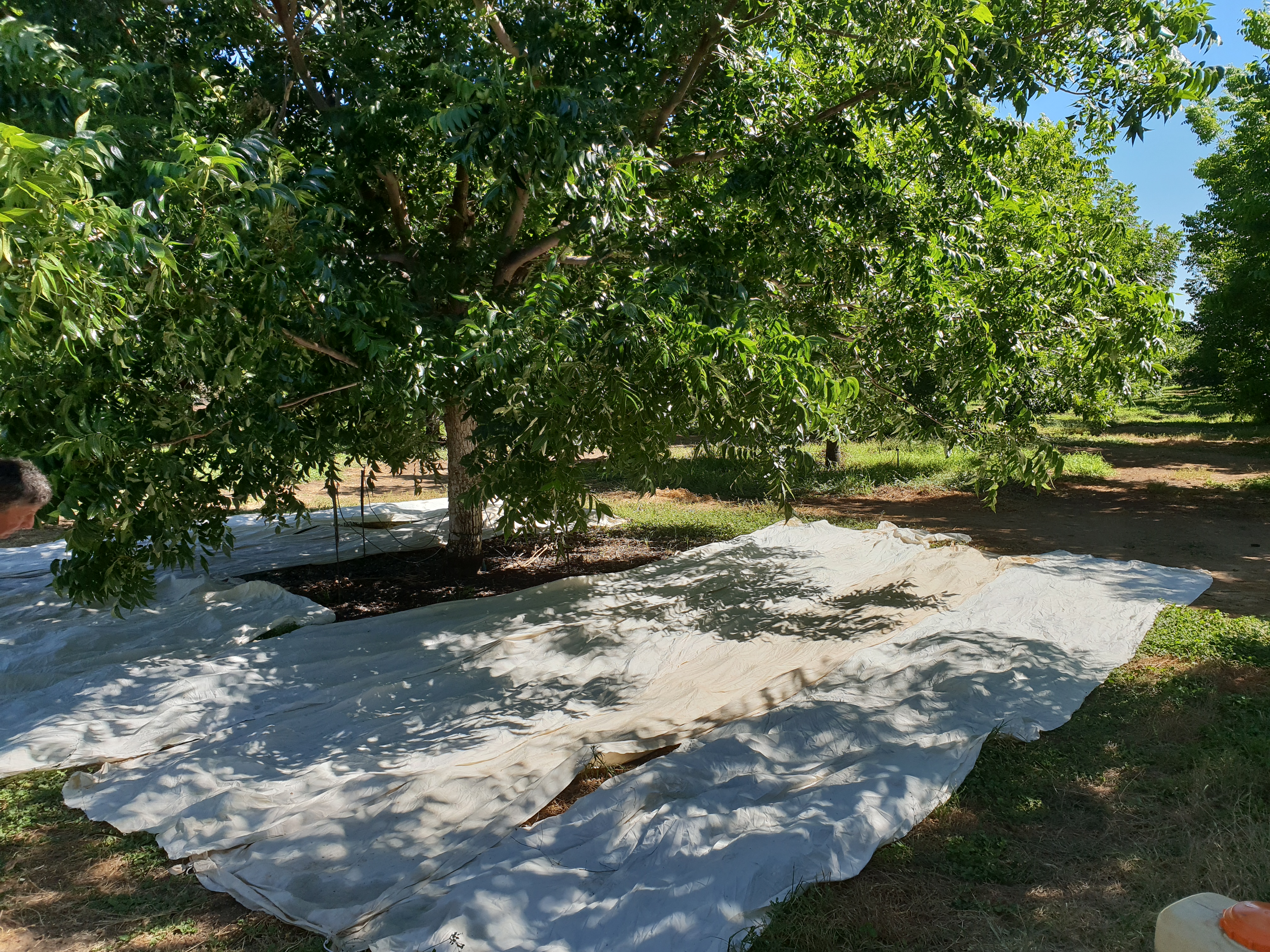 Pecan tree bio-monitoring