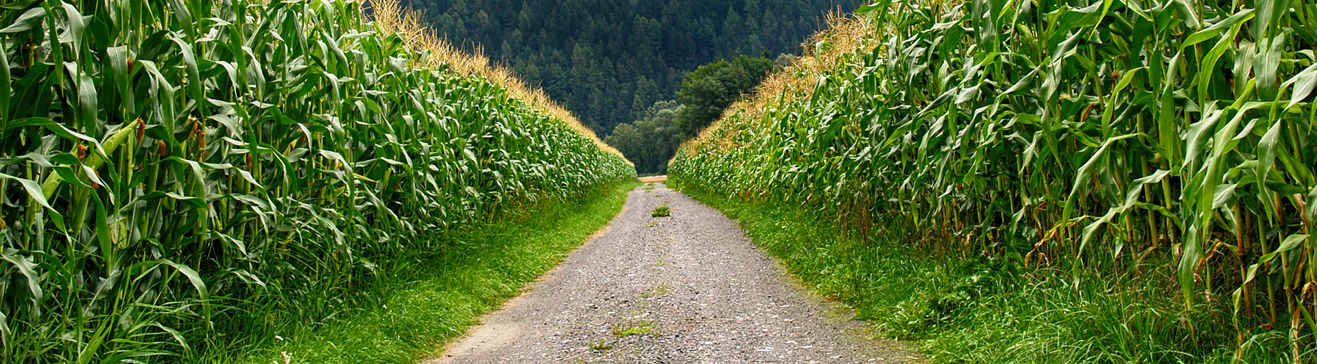 Agriculture field spotlight