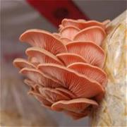 pink oyster mushroom