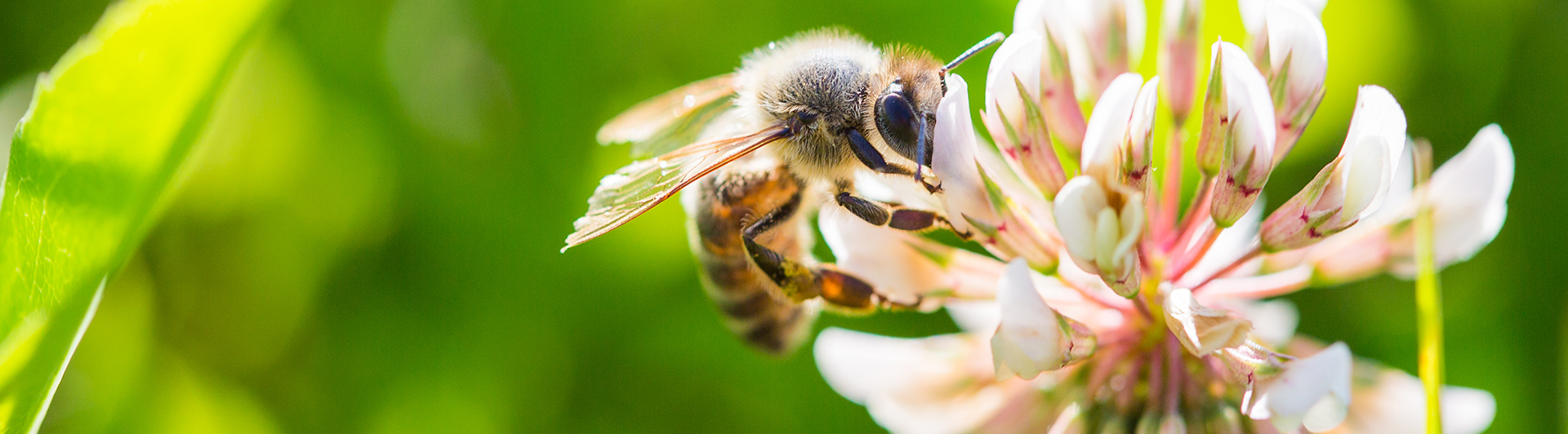 Zoology and Entimology