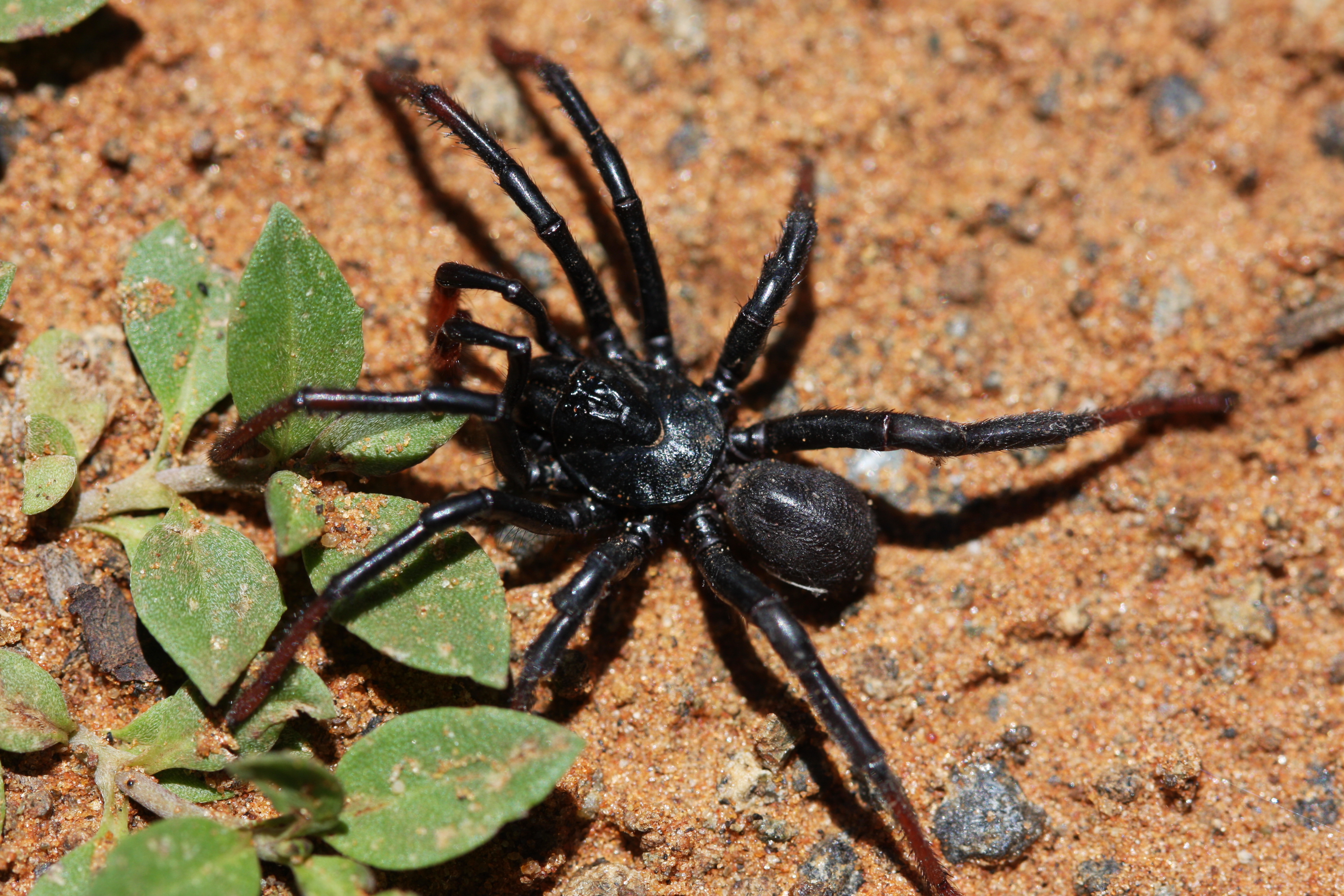 BFN Stasimopus oculatus 17