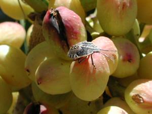 Stinkbug nymph on pistachio nuts