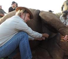 Prof Osthoff collecting milk from a darted white rhinoceros cow