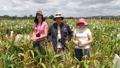 LC and DvH in sorghum LC and DvH in sorghum