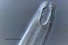 Nematode