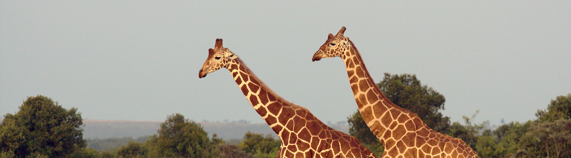 Giraffes