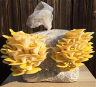 Golden oyster mushroom