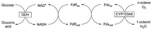 Terminal hydroxylation of n-octane to 1-octanol by CYP153A6 Terminal hydroxylation of n-octane to 1-octanol by CYP153A6