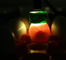 Candling of chicken eggs used for virus isolation. Viral testing on embriotic egg