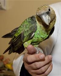 Green Parrot