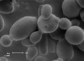 Yeast Yeast cells expressing antigens of interest