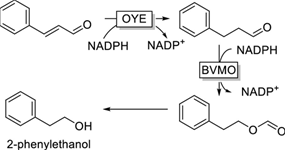 Biosynthetic Pathway of 2-Phenylethanol Biosynthetic Pathway of 2-Phenylethanol