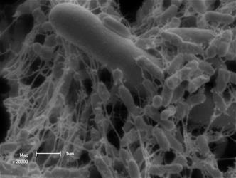 Polymicrobial biofilm of Candida albicans and Pseudomonas aeruginosa