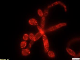 Candida albicans yeast and hyphae showing mitochondria in red fluorescence rooi