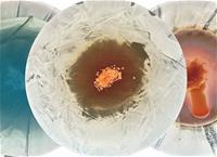 Phage