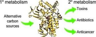 Baeyer-Villiger monooxygenases