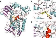 Baeyer-Villiger monooxygenases