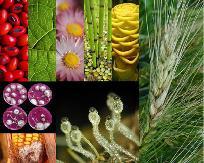 Home Page image Beskrywing: Plantwetenskappe Sleutelwoorde: News3