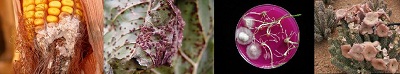 Pathology image Description: Plant Sciences Keywords: Pathology image