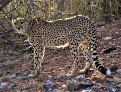 Cheetah