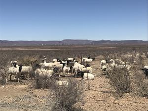 Sheep in the Karoo