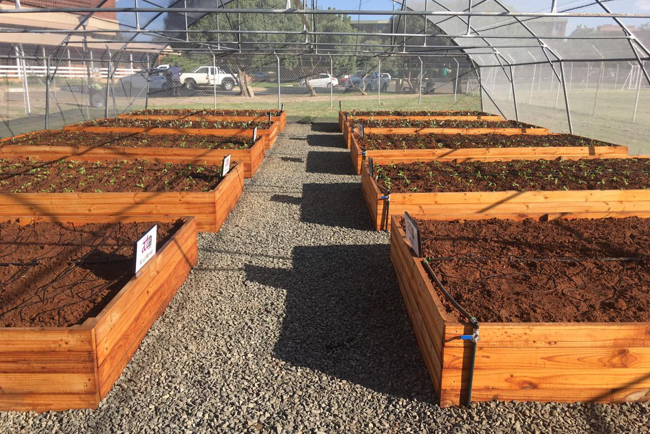 Vegetable Tunnels boxes with seedlings