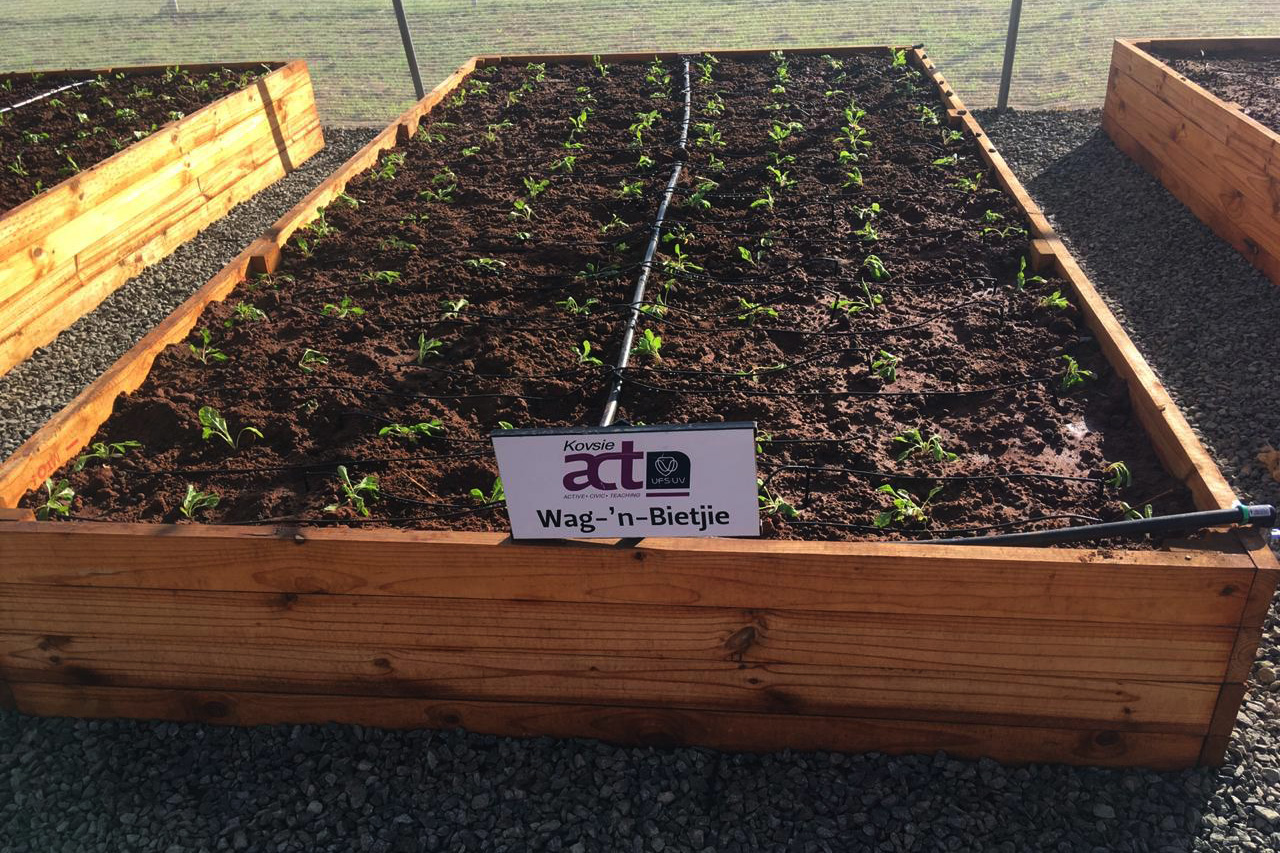 Vegetable Tunnels boxes with seedlings