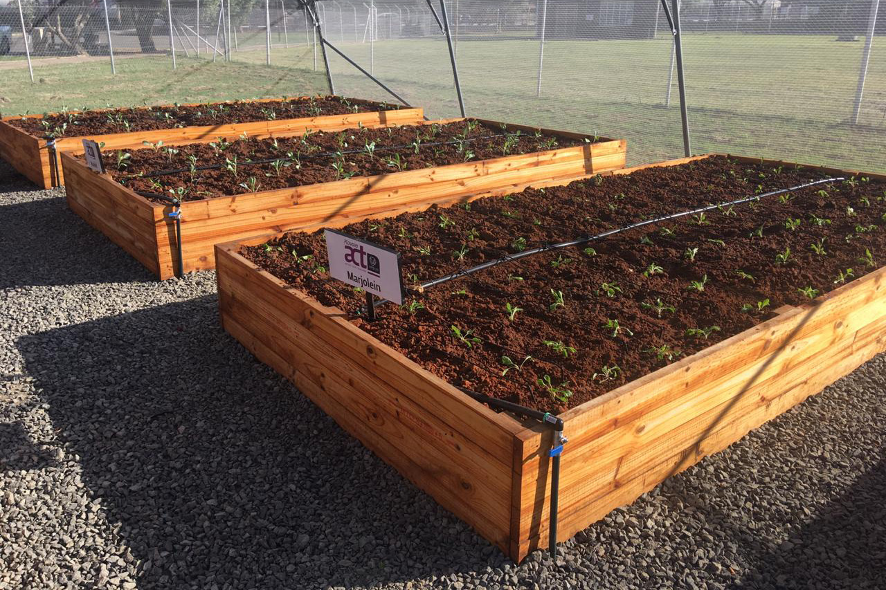 Vegetable Tunnels boxes with seedlings