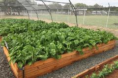 Vegetable Tunnels boxes with growing vegetables