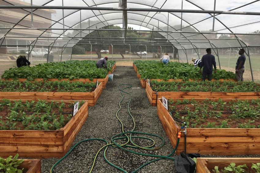 Vegetable Tunnels students working